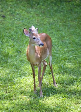 Çivili whitetail geyik