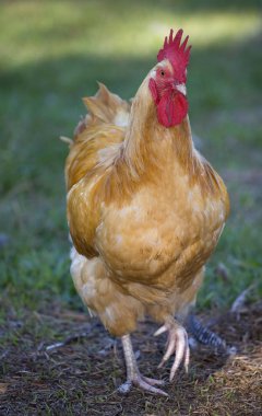 Çalımlı tavuk horoz