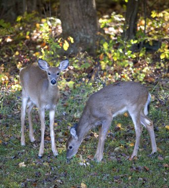 Sonbahar whitetail tayları