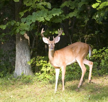 güzel whitetail buck