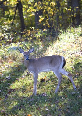 Yalnız whitetail doe