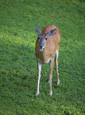 Whitetial doe çiğneme