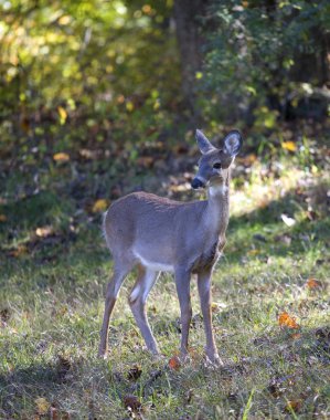 Sonbahar whitetail doe