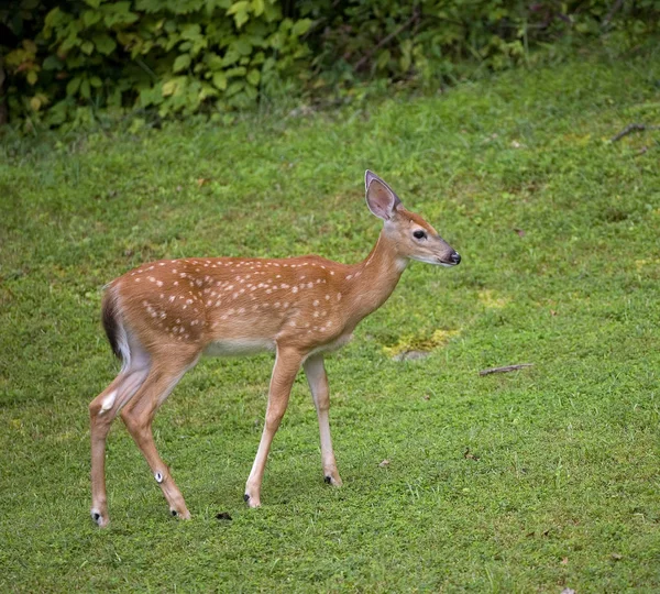 Solitário whitetail fawn — Fotografia de Stock