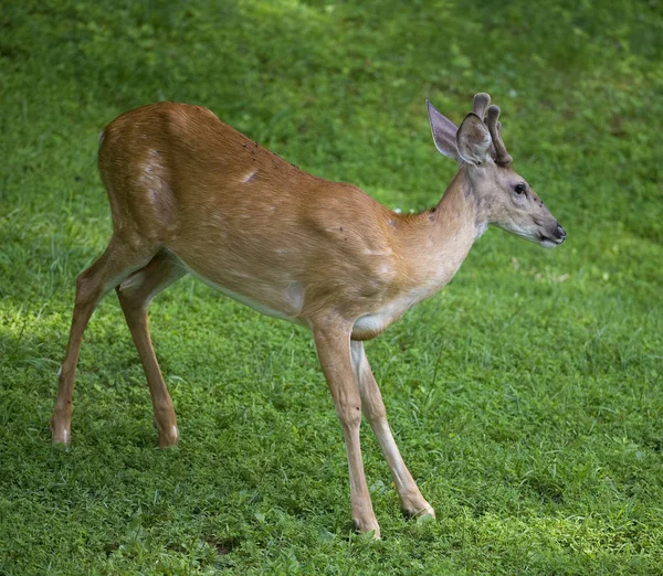 Young whitetail buck — Stock Photo, Image