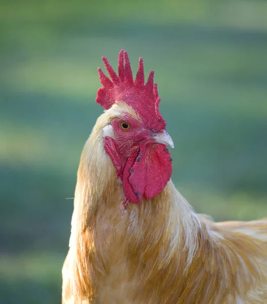 Gallo de pollo primer plano — Foto de Stock