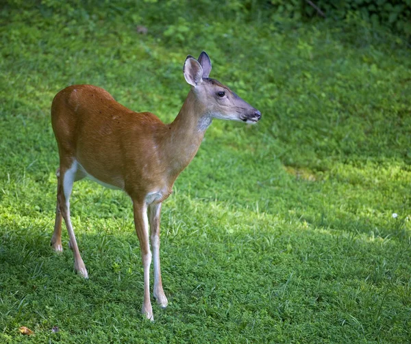 Gräsbevuxen whitetail doe — Stockfoto