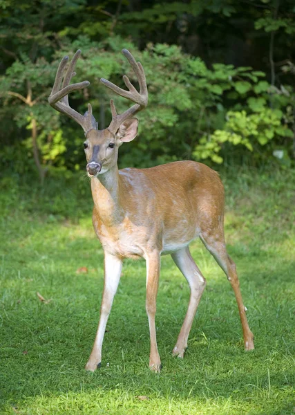 Whitetail buck pronto para correr — Fotografia de Stock