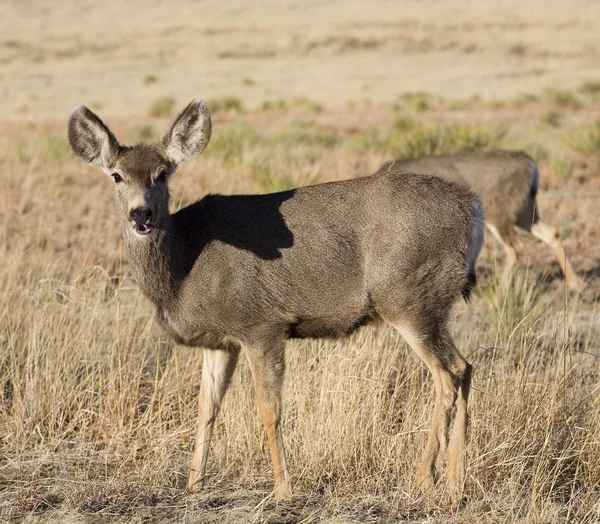 Maultierhirsche in New Mexico — Stockfoto