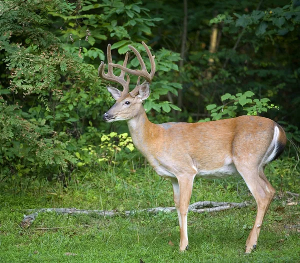 Whitetail fanfarrão perto de árvores — Fotografia de Stock