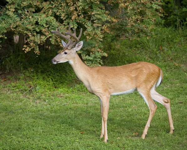 Cervo a otto punti — Foto Stock