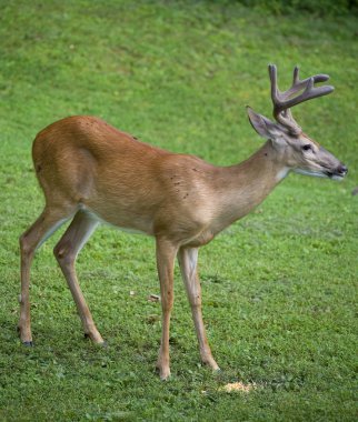 Whitetail Geyik yemek Mısır