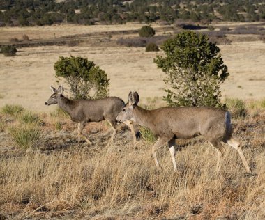 İki katır geyiği yok