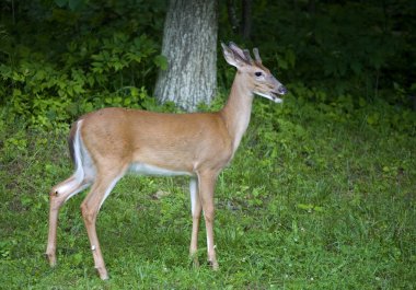 Salya whitetail buck