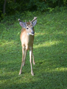 Geyik onun dilini çıkarmış