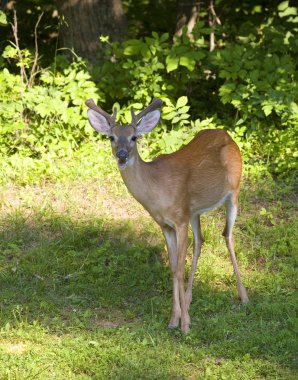 Geveze whitetail buck