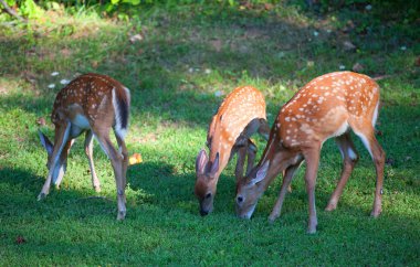 Whitetail Geyik üçüz