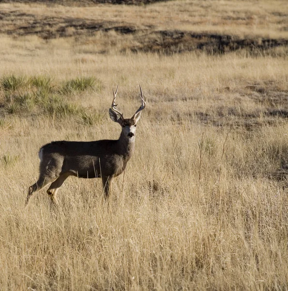 Lone mule deer buck — Stockfoto