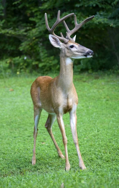 Majestatyczne jelenie stanowią — Zdjęcie stockowe