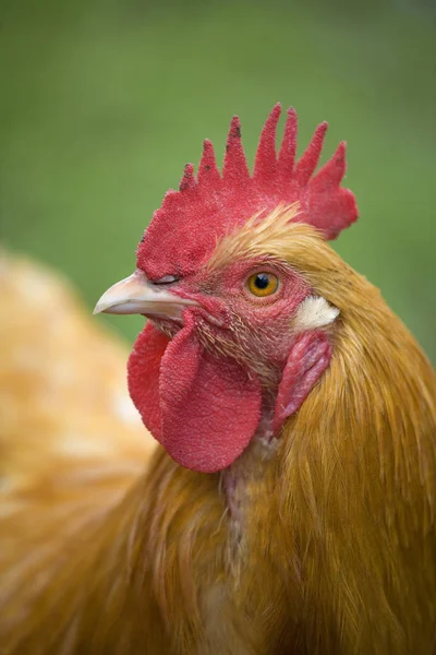 Perfil de Chicken Rooster — Foto de Stock