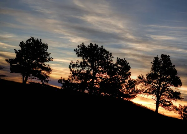 Cedar soluppgång i Wyoming — Stockfoto