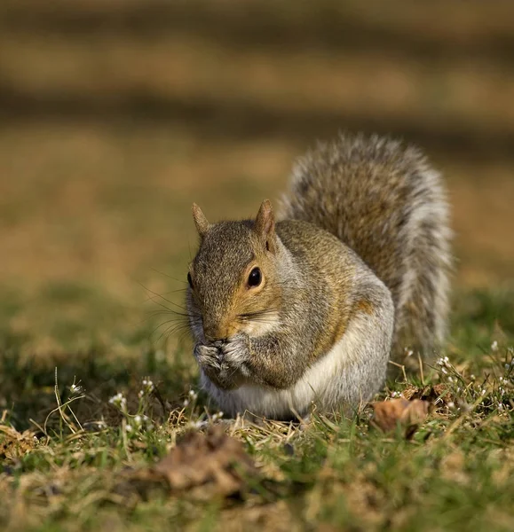 Scheming tree squirrel