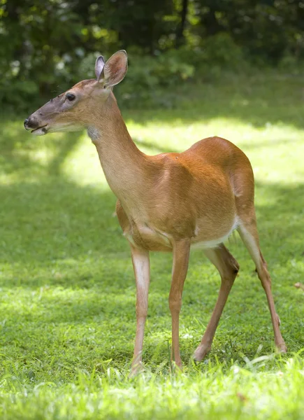 La biche à queue blanche de jour — Photo