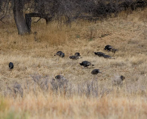 Hungry flock of turkeys — Stock Photo, Image