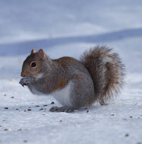 Erkältetes Eichhörnchen essen — Stockfoto