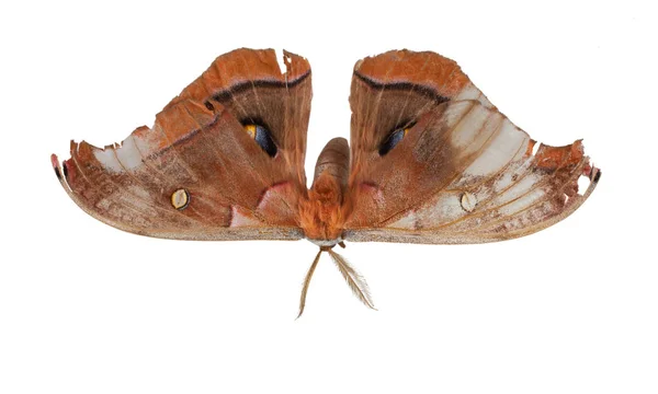 Full length moth — Stock Photo, Image