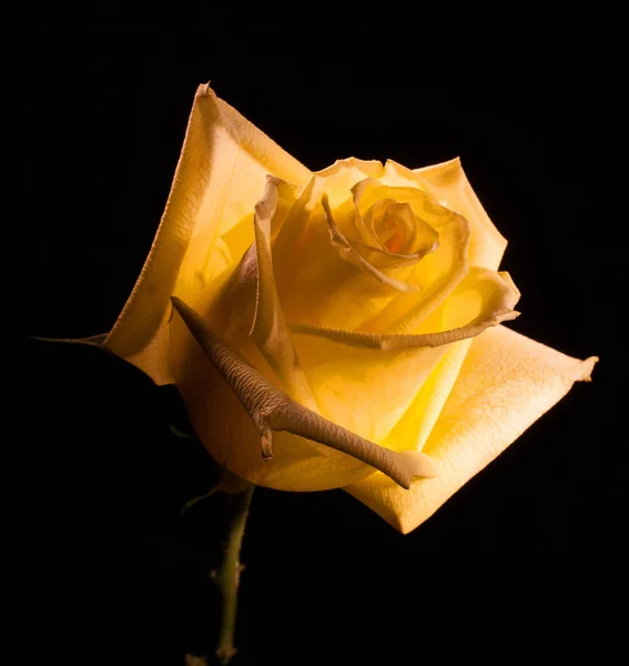 Flor amarela em preto — Fotografia de Stock