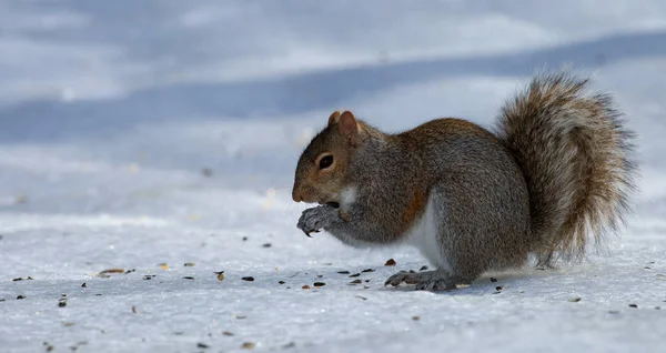 Hungriges Eichhörnchen auf Eis — Stockfoto
