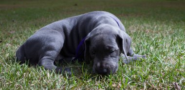 Koklama Danua köpek yavrusu