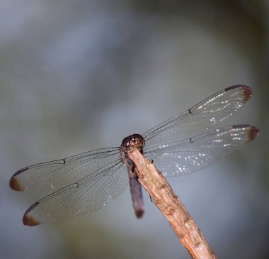 Yusufçuk arkasında mavi ve yeşil ile