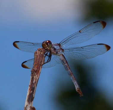 Gökyüzü büyük yusufçuk