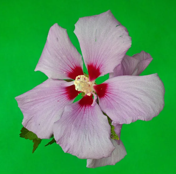 Ljusa hibiscus med grön bakgrund — Stockfoto