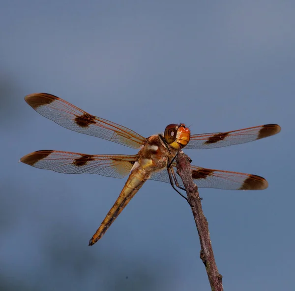 Libélula con azul detrás — Foto de Stock