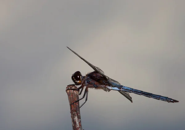 High perch for a dragonfly — Stock Photo, Image