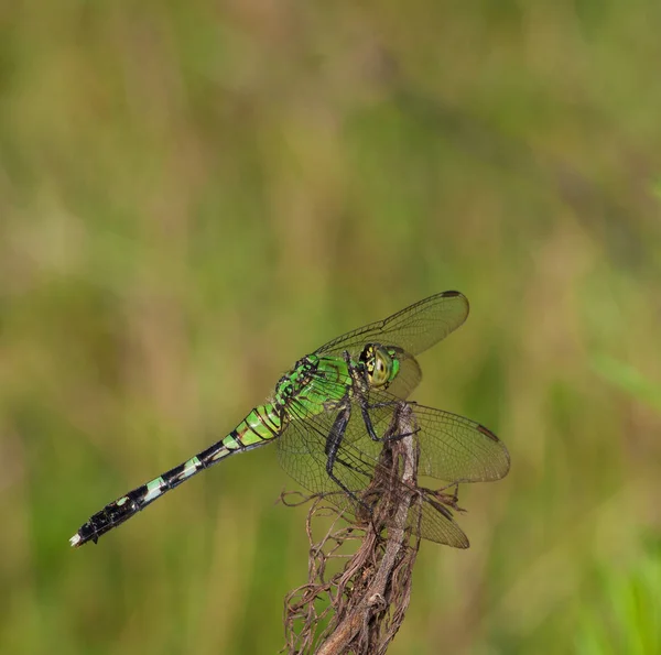 Libélula verde em um pau — Fotografia de Stock