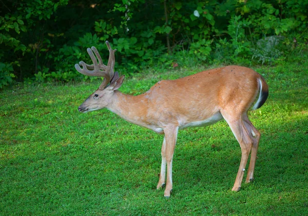 Stora whitetail rådjur — Stockfoto