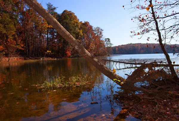 Ölü ağacın yanında bir göl