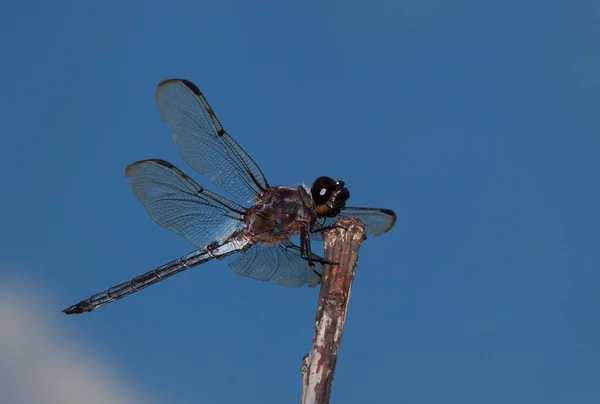 Libélula sorridente com céu para trás — Fotografia de Stock