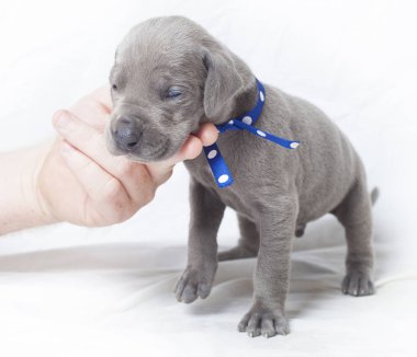 Dikkatli köpek ve insan eli