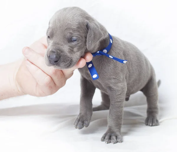 Zorgvuldige puppy en menselijke hand — Stockfoto
