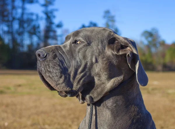 Great Dane profiel op een herfst veld — Stockfoto