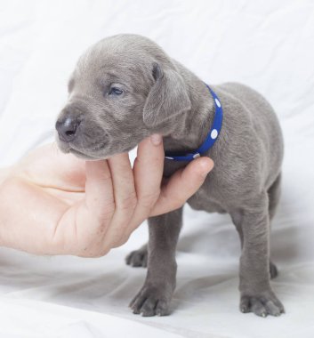 Bir el ile ayakta köpek yavrusu