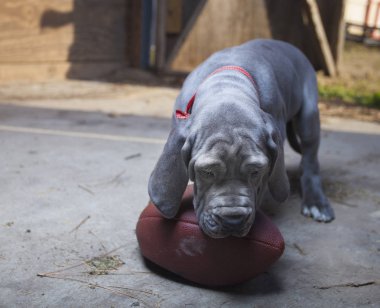 Bir futbol ısırma köpek yavrusu