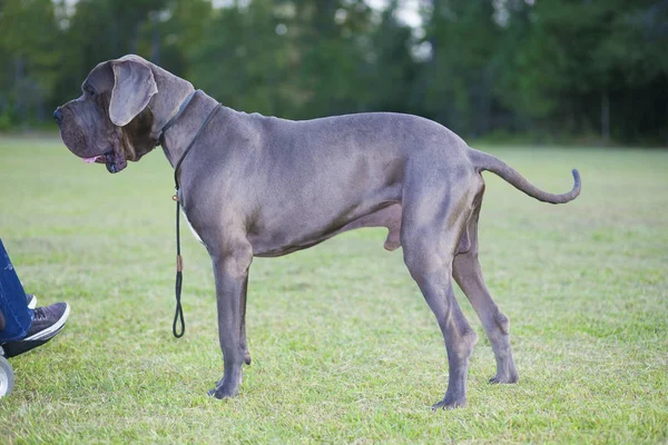 Great Dane e cadeira de rodas — Fotografia de Stock