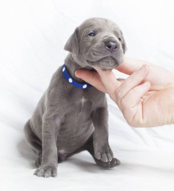 Yaslanmış Danua köpek yavrusu