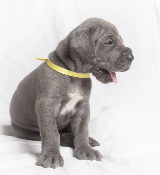 PurebredÂ dog puppy — Zdjęcie stockowe